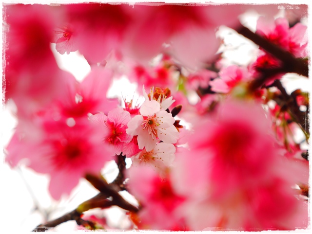 內湖樂活公園東湖櫻花林