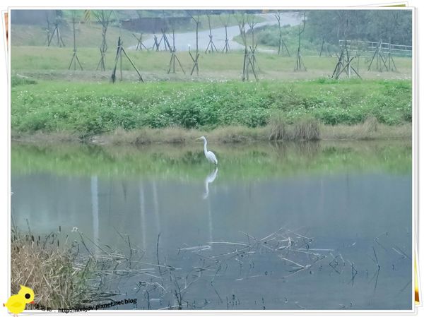 台北-南港山水綠生態-山豬窟化身成池畔木屋-海鷗