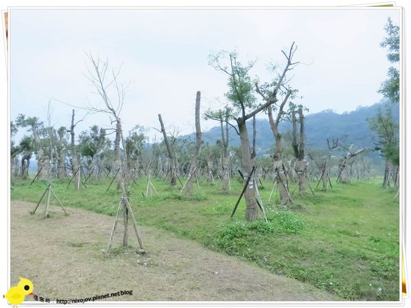 台北-南港山水綠生態-山豬窟化身成池畔木屋-樹木