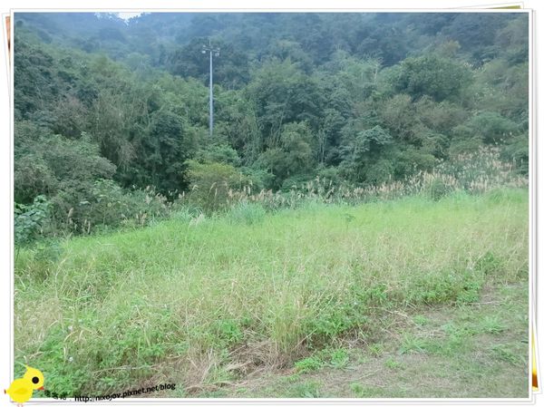 台北-南港山水綠生態-山豬窟化身成池畔木屋-稻草原