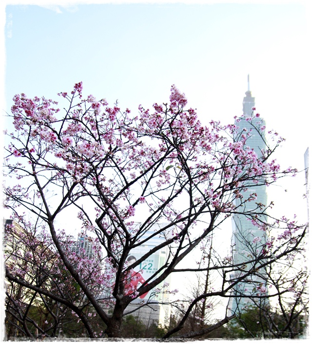 台北101賞櫻