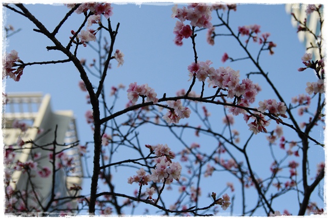 101下櫻花樹松智路賞寒櫻