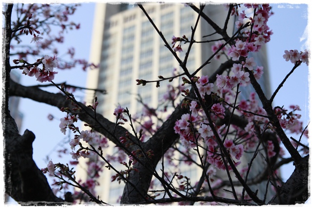 101下櫻花樹松智路賞寒櫻