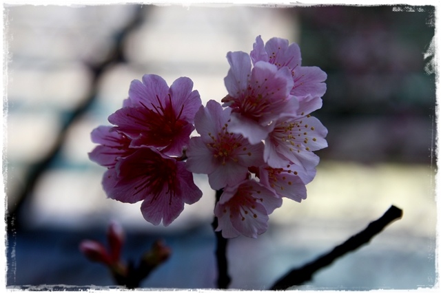 101下櫻花樹松智路賞寒櫻