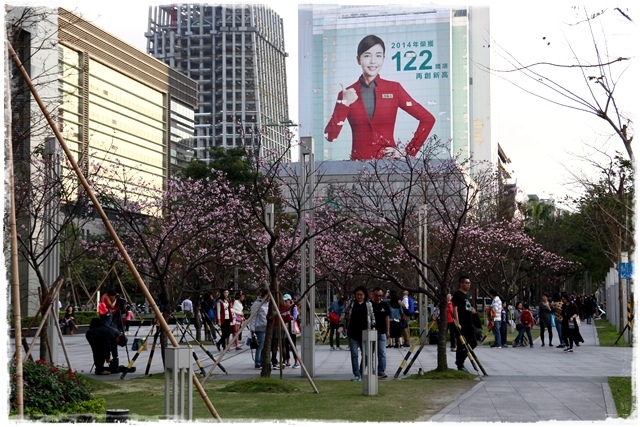 101下櫻花樹松智路賞寒櫻