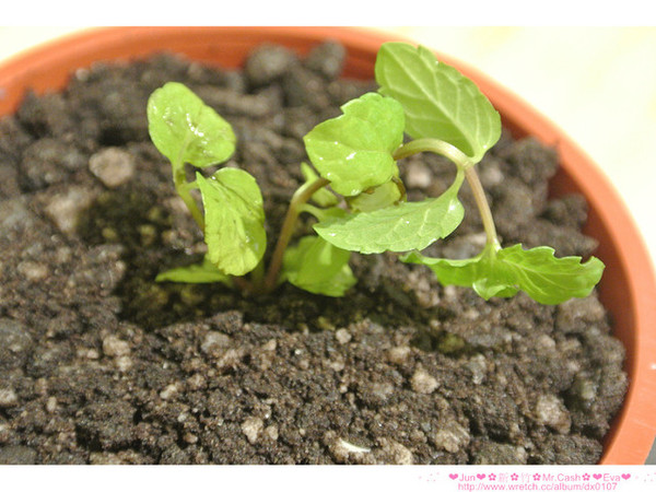 Mr. cash:【食記】oO。。新竹 Mr.Cash蜜糖吐司 什麼?!蜜糖吐司也不忘了Candy Crush,超可愛的kitty蜜糖吐司,大家吃過了嘛?!而且還有可愛的拉花kitty咖啡喲~。o○。