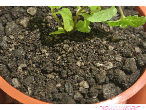 Mr. cash:【食記】oO。。新竹 Mr.Cash蜜糖吐司 什麼?!蜜糖吐司也不忘了Candy Crush,超可愛的kitty蜜糖吐司,大家吃過了嘛?!而且還有可愛的拉花kitty咖啡喲~。o○。