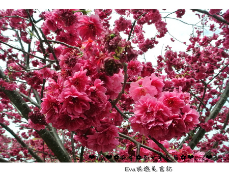 泰安派出所:【遊記】oO。台中 后里 泰安警察局 2015年櫻花 全台最美的警察局~大家來朝聖過了嗎?!。o○。