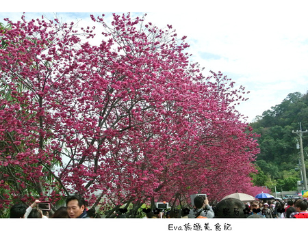 泰安派出所:【遊記】oO。台中 后里 泰安警察局 2015年櫻花 全台最美的警察局~大家來朝聖過了嗎?!。o○。