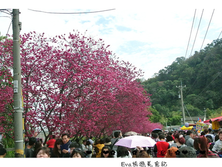 泰安派出所:【遊記】oO。台中 后里 泰安警察局 2015年櫻花 全台最美的警察局~大家來朝聖過了嗎?!。o○。