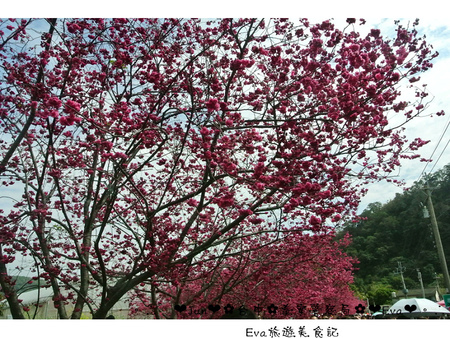 泰安派出所:【遊記】oO。台中 后里 泰安警察局 2015年櫻花 全台最美的警察局~大家來朝聖過了嗎?!。o○。