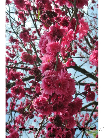 泰安派出所:【遊記】oO。台中 后里 泰安警察局 2015年櫻花 全台最美的警察局~大家來朝聖過了嗎?!。o○。