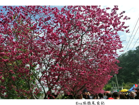 泰安派出所:【遊記】oO。台中 后里 泰安警察局 2015年櫻花 全台最美的警察局~大家來朝聖過了嗎?!。o○。