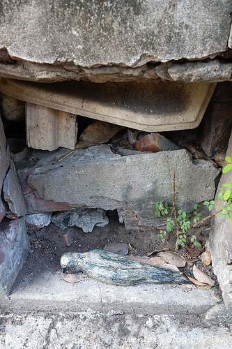 62_台南321巷藝術聚落