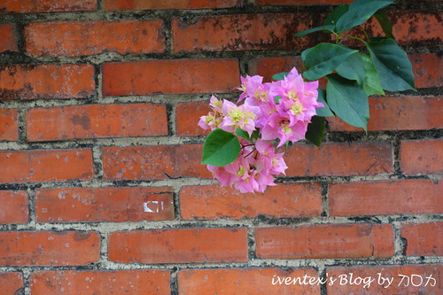 24_台南321巷藝術聚落