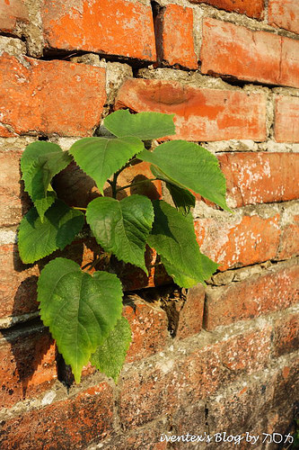 62-1_台南321巷藝術聚落