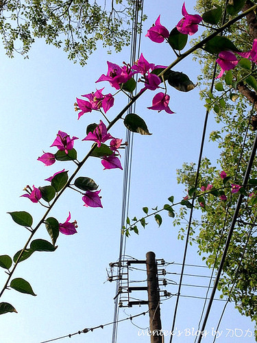 55_台南321巷藝術聚落