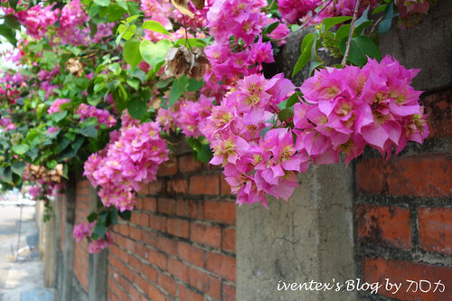 23_台南321巷藝術聚落