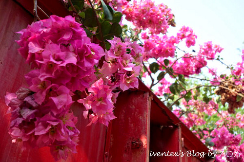 22_台南321巷藝術聚落