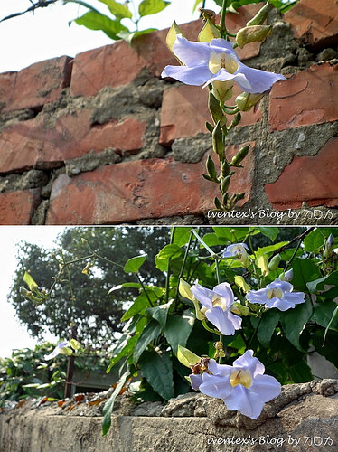 10_台南321巷藝術聚落