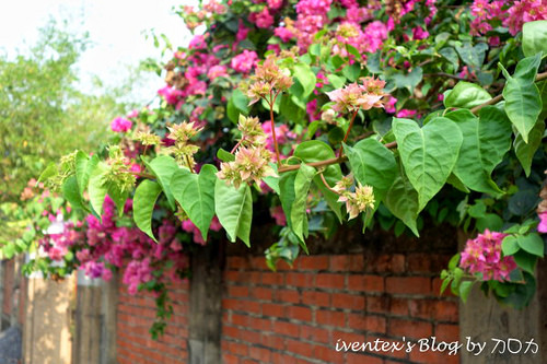 25_台南321巷藝術聚落