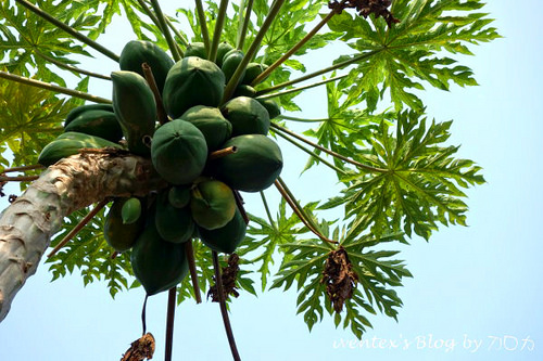 29_台南321巷藝術聚落