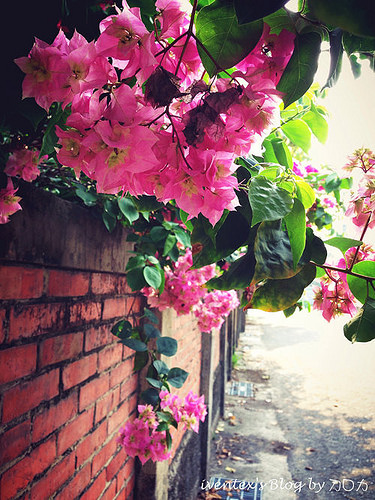 22-1_台南321巷藝術聚落