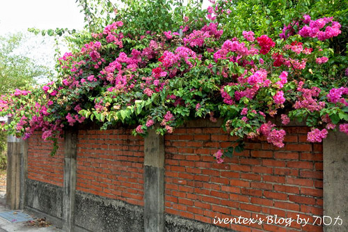 27_台南321巷藝術聚落