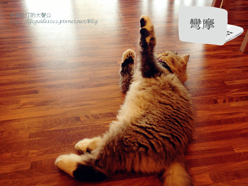 貓老闆 154_副本.jpg