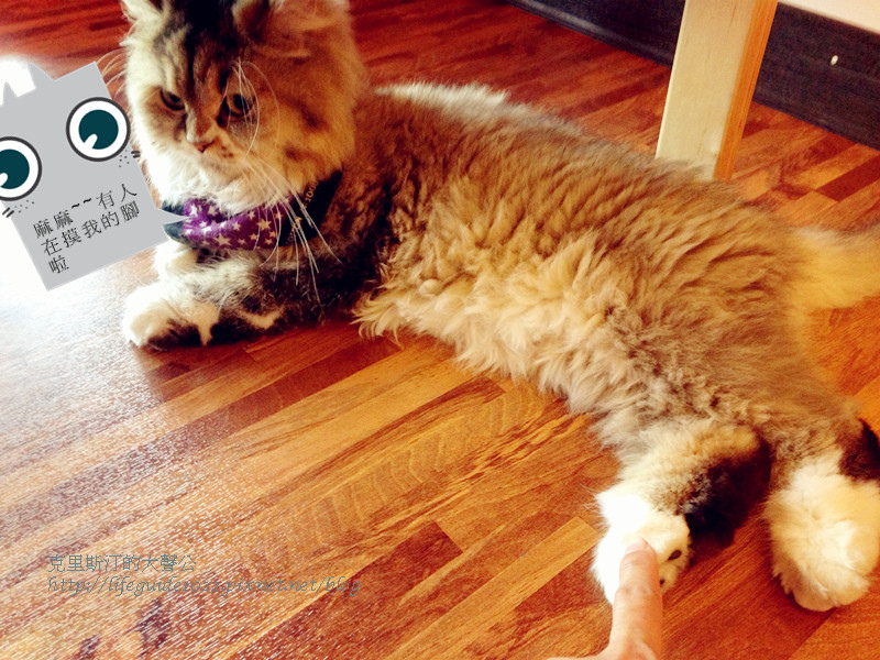 貓老闆 051_副本.jpg