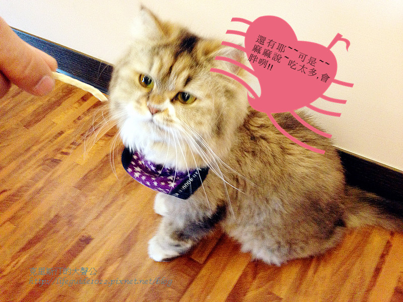 貓老闆 031_副本.jpg