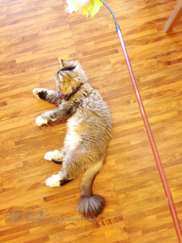 貓老闆 156_副本.jpg