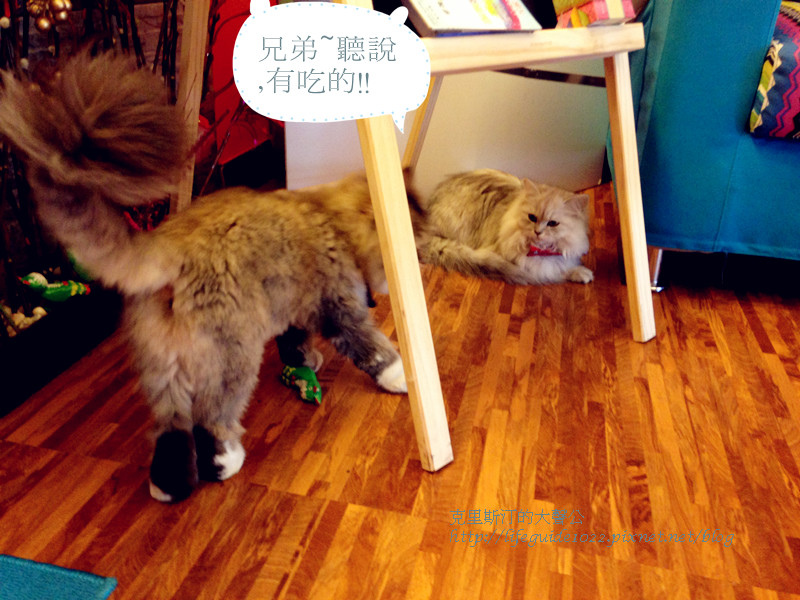 貓老闆 024_副本.jpg