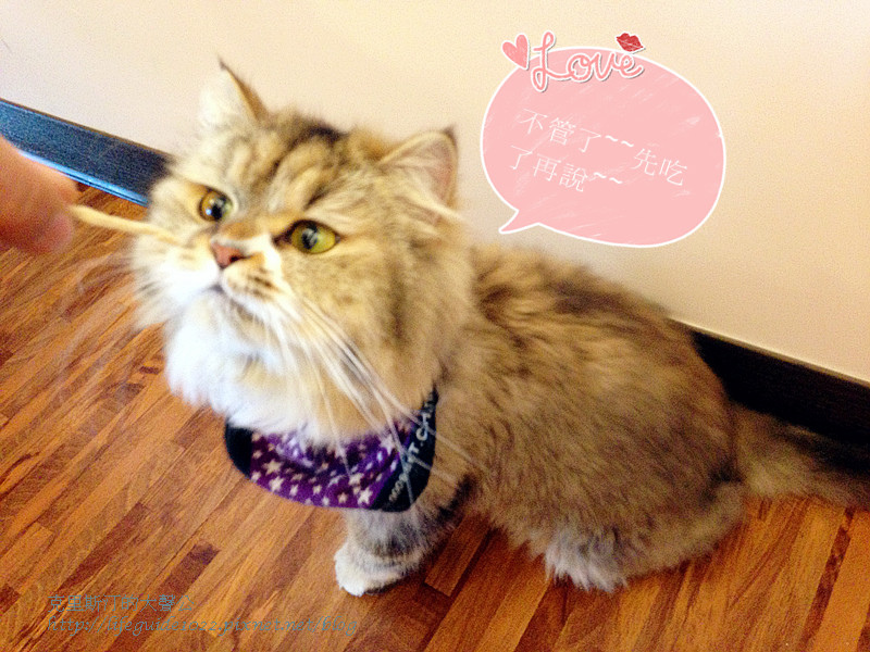 貓老闆 032_副本.jpg