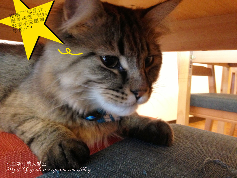 貓老闆 040_副本.jpg