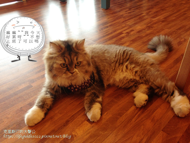 貓老闆 189_副本.jpg