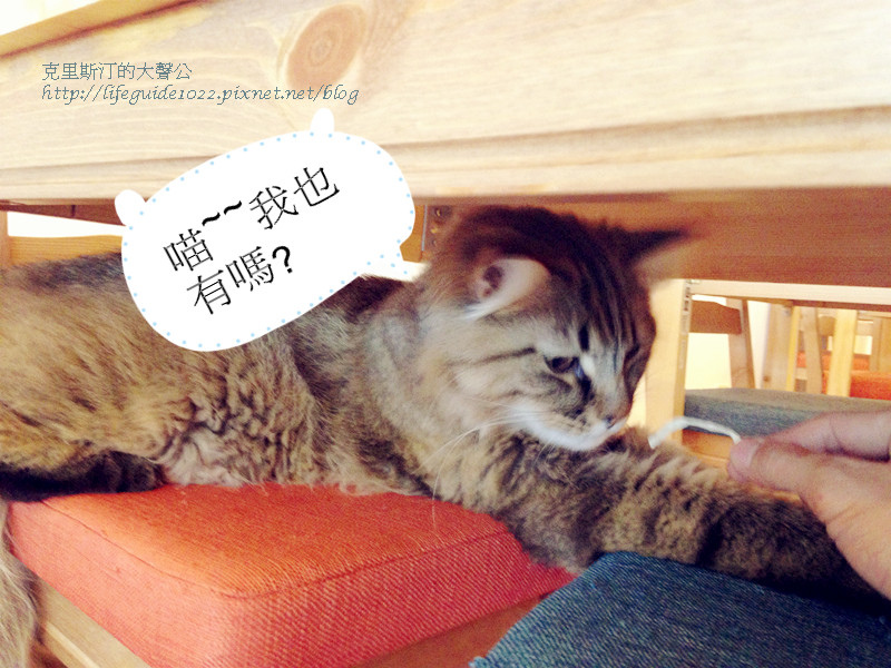 貓老闆 034_副本.jpg