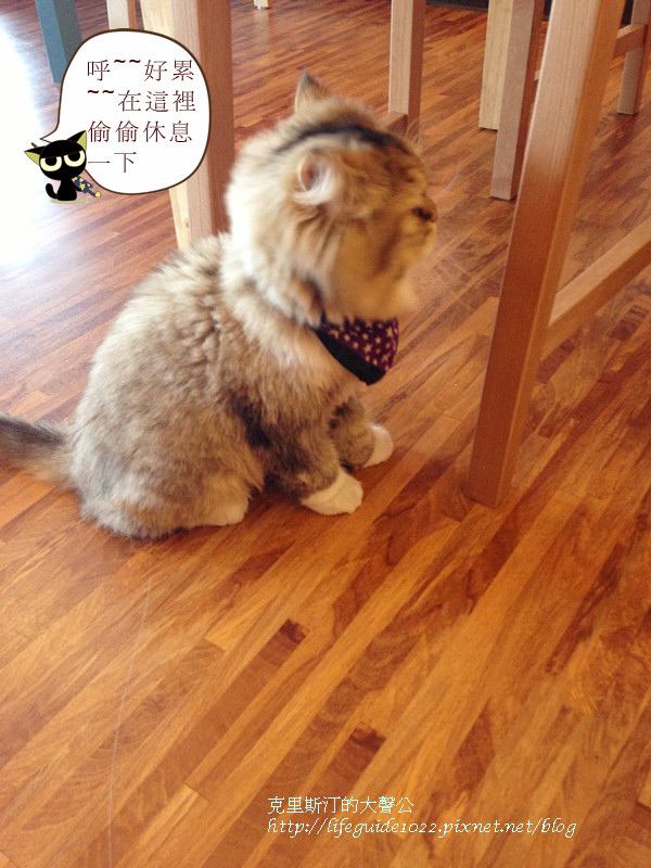 貓老闆 170_副本.jpg