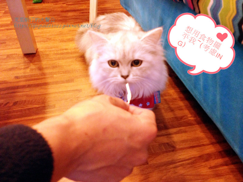 貓老闆 041_副本.jpg
