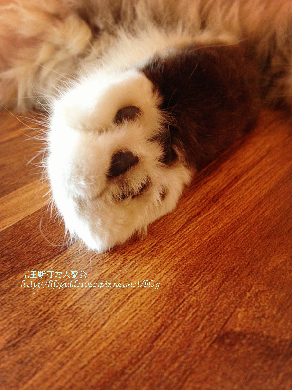 貓老闆 053_副本.jpg