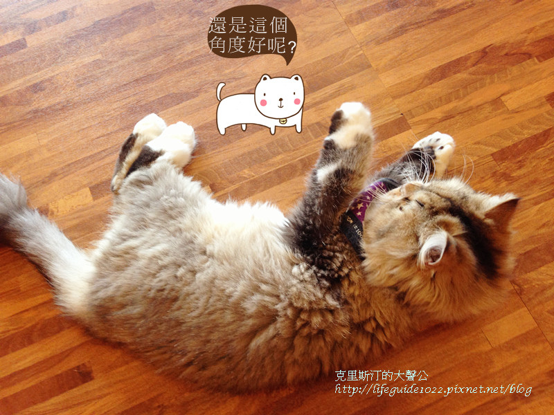 貓老闆 177_副本.jpg