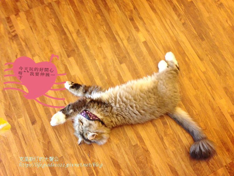 貓老闆 183_副本.jpg