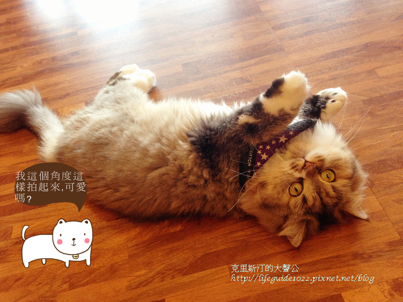 貓老闆 173_副本.jpg