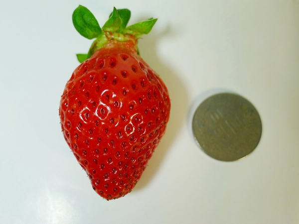 阿湧伯の果園：【宅配】阿湧伯の果園．大湖高山草莓．桑尼受不了美食