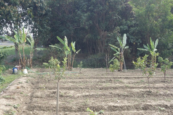 綠樹林幸福農場休閒餐廳：1030211[官本金文愛台灣口碑券第37彈]悠閒漫活的綠樹林幸福農場休閒餐廳享受美食饗宴與大自然譜出幸福樂章