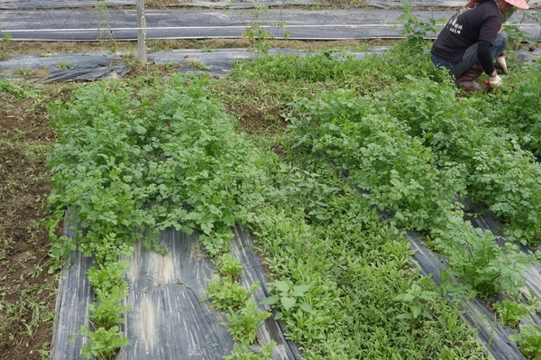 綠樹林幸福農場休閒餐廳：1030211[官本金文愛台灣口碑券第37彈]悠閒漫活的綠樹林幸福農場休閒餐廳享受美食饗宴與大自然譜出幸福樂章