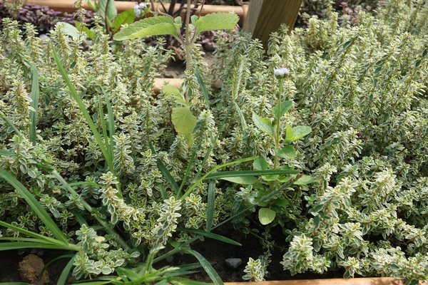 綠樹林幸福農場休閒餐廳：1030211[官本金文愛台灣口碑券第37彈]悠閒漫活的綠樹林幸福農場休閒餐廳享受美食饗宴與大自然譜出幸福樂章