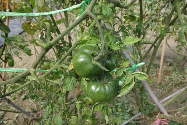 綠樹林幸福農場休閒餐廳：1030211[官本金文愛台灣口碑券第37彈]悠閒漫活的綠樹林幸福農場休閒餐廳享受美食饗宴與大自然譜出幸福樂章