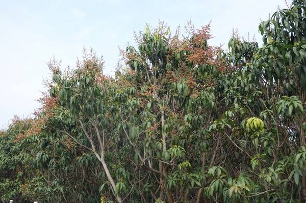 綠樹林幸福農場休閒餐廳：1030211[官本金文愛台灣口碑券第37彈]悠閒漫活的綠樹林幸福農場休閒餐廳享受美食饗宴與大自然譜出幸福樂章