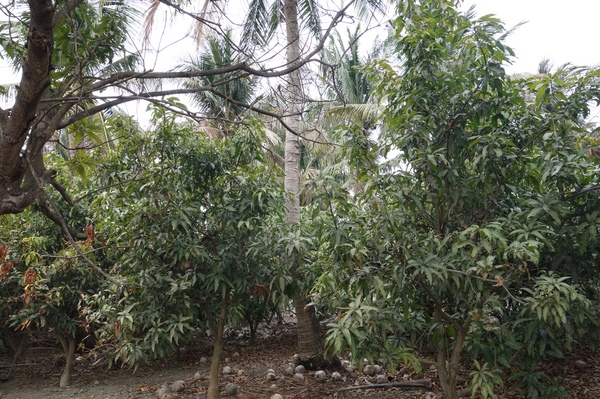 綠樹林幸福農場休閒餐廳：1030211[官本金文愛台灣口碑券第37彈]悠閒漫活的綠樹林幸福農場休閒餐廳享受美食饗宴與大自然譜出幸福樂章